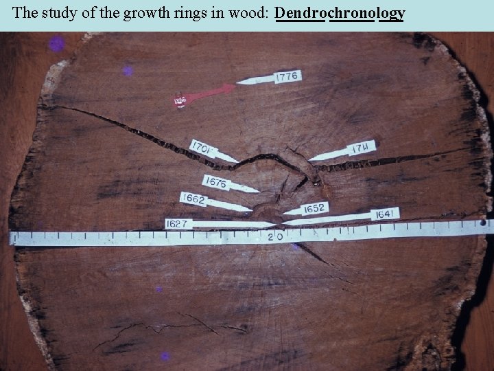 The study of the growth rings in wood: Dendrochronology The study of the growth rings in wood: Dendrochronology