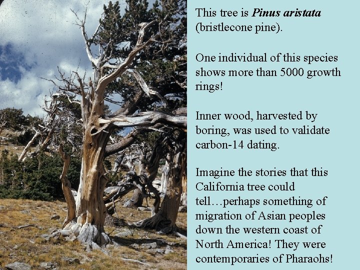 This tree is Pinus aristata (bristlecone pine). One individual of this species shows more This tree is Pinus aristata (bristlecone pine). One individual of this species shows more