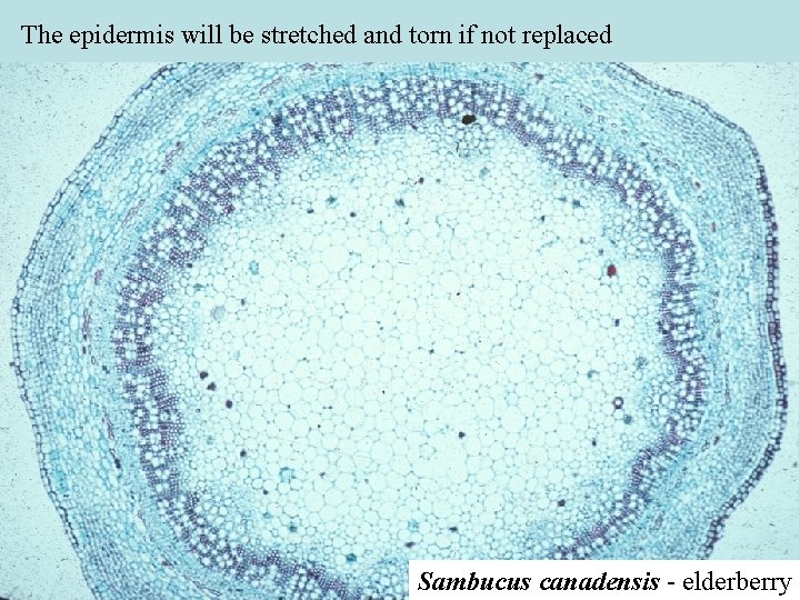 The epidermis will be stretched and torn if not replaced Sambucus canadensis - elderberry The epidermis will be stretched and torn if not replaced Sambucus canadensis - elderberry