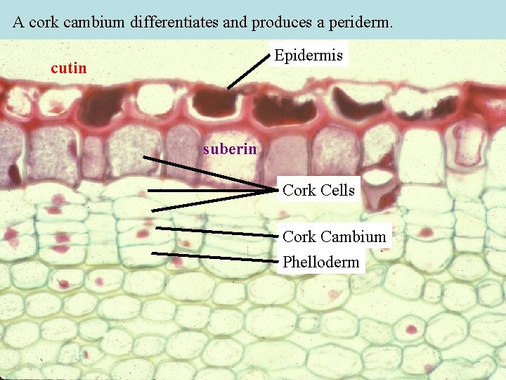 A cork cambium differentiates and produces a periderm. Epidermis cutin suberin Cork Cells Cork A cork cambium differentiates and produces a periderm. Epidermis cutin suberin Cork Cells Cork