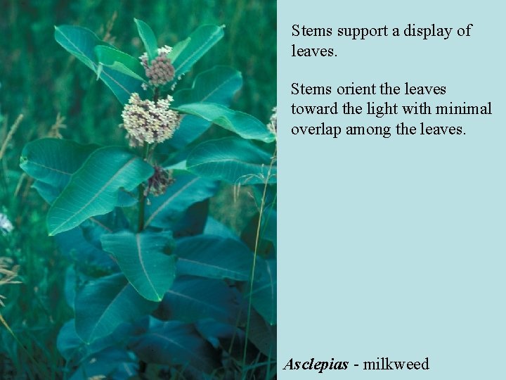 Stems support a display of leaves. Stems orient the leaves toward the light with Stems support a display of leaves. Stems orient the leaves toward the light with