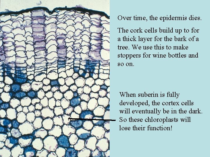 Over time, the epidermis dies. The cork cells build up to for a thick Over time, the epidermis dies. The cork cells build up to for a thick