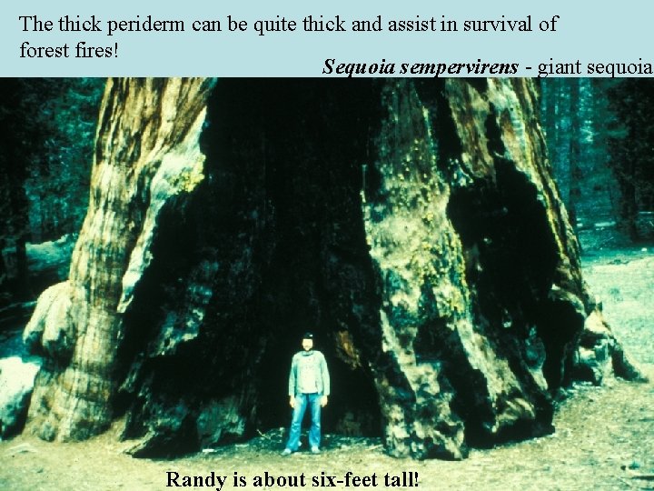 The thick periderm can be quite thick and assist in survival of forest fires! The thick periderm can be quite thick and assist in survival of forest fires!