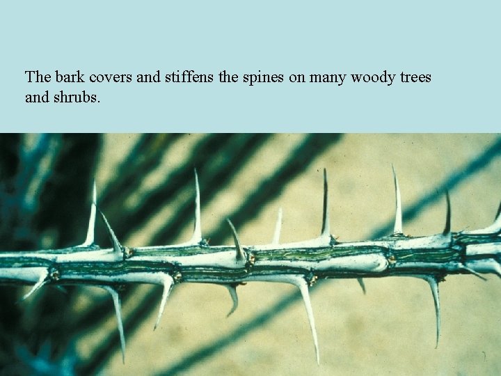 The bark covers and stiffens the spines on many woody trees and shrubs. The bark covers and stiffens the spines on many woody trees and shrubs.
