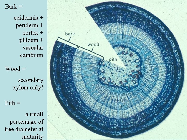 Bark = epidermis + periderm + cortex + phloem + vascular cambium Wood = Bark = epidermis + periderm + cortex + phloem + vascular cambium Wood =