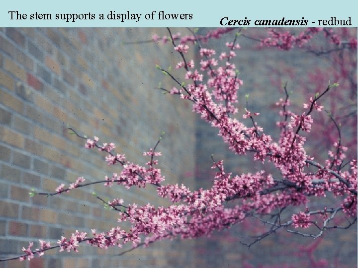 The stem supports a display of flowers Cercis canadensis - redbud The stem supports a display of flowers Cercis canadensis - redbud