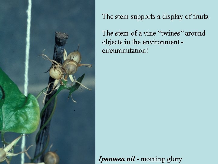 The stem supports a display of fruits. The stem of a vine “twines” around The stem supports a display of fruits. The stem of a vine “twines” around
