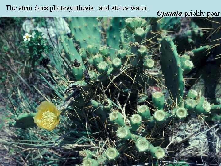 The stem does photosynthesis…and stores water. Opuntia-prickly pear The stem does photosynthesis…and stores water. Opuntia-prickly pear