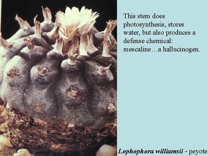 This stem does photosynthesis, stores water, but also produces a defense chemical: mescaline…a hallucinogen. This stem does photosynthesis, stores water, but also produces a defense chemical: mescaline…a hallucinogen.