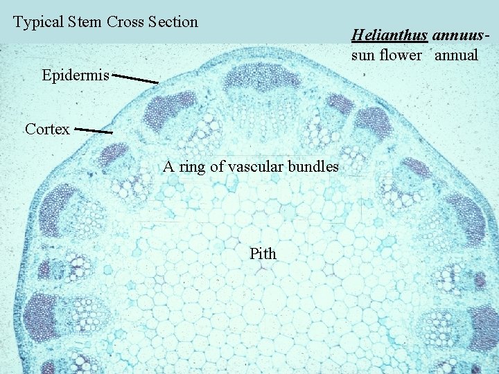 Typical Stem Cross Section Helianthus annuussun flower annual Epidermis Cortex A ring of vascular Typical Stem Cross Section Helianthus annuussun flower annual Epidermis Cortex A ring of vascular
