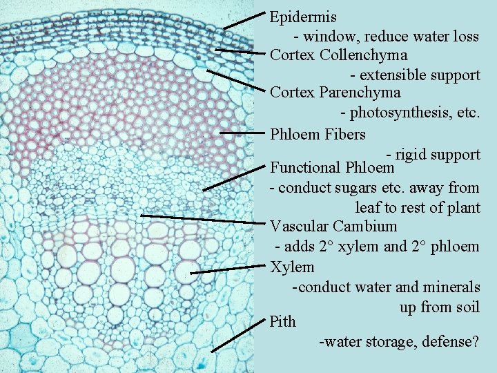 Epidermis - window, reduce water loss Cortex Collenchyma - extensible support Cortex Parenchyma - Epidermis - window, reduce water loss Cortex Collenchyma - extensible support Cortex Parenchyma -