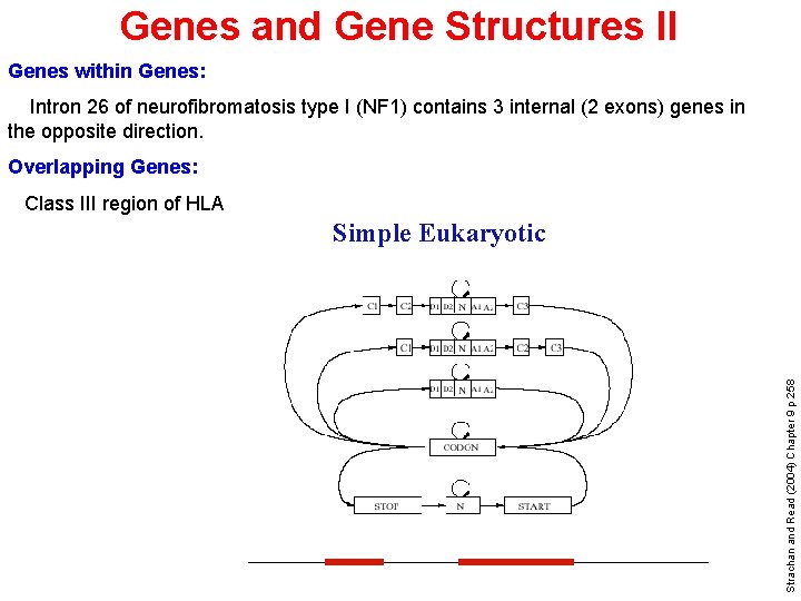 Genes and Gene Structures II Genes within Genes: Intron 26 of neurofibromatosis type I