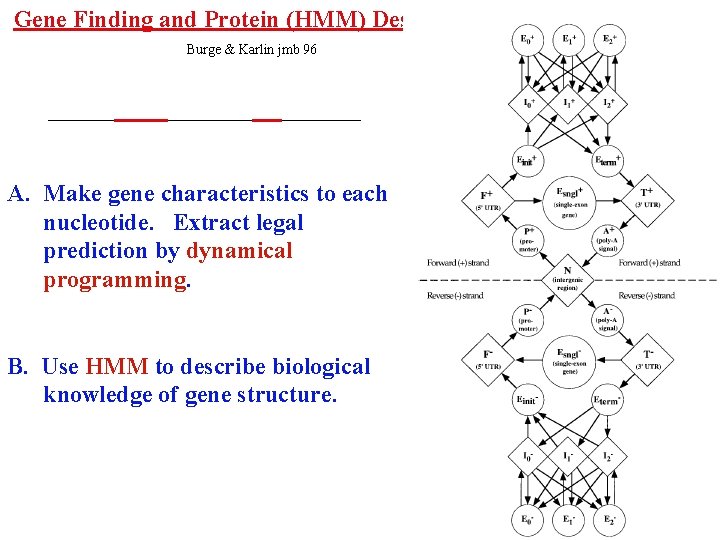 Gene Finding and Protein (HMM) Descriptors Burge & Karlin jmb 96 A. Make gene