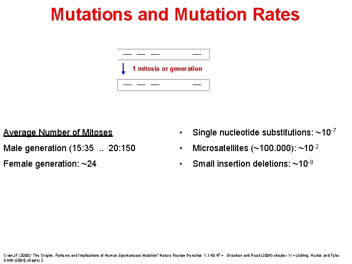 Mutations and Mutation Rates 1 mitosis or generation Average Number of Mitoses • Single