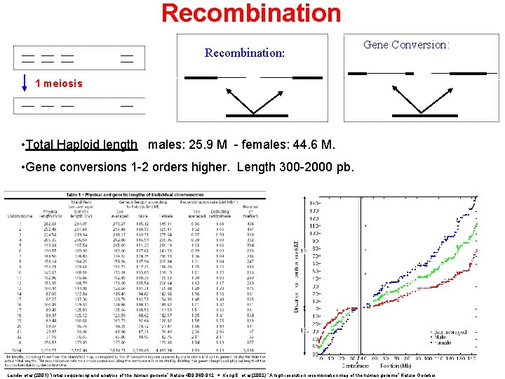 Recombination: Gene Conversion: 1 meiosis • Total Haploid length males: 25. 9 M -