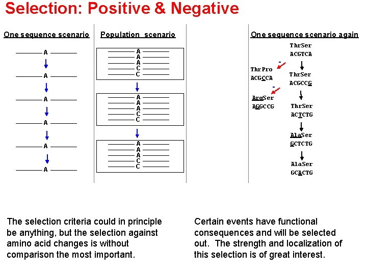 Selection: Positive & Negative One sequence scenario Population scenario A A C C A