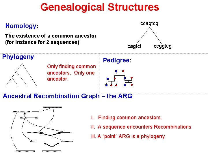 Genealogical Structures ccagtcg Homology: The existence of a common ancestor (for instance for 2