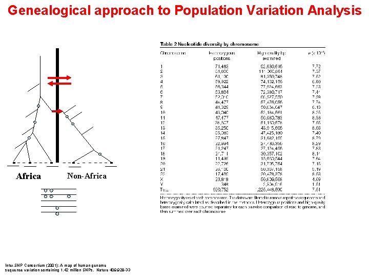 Genealogical approach to Population Variation Analysis Africa Non-Africa Inter. SNP Consortium (2001): A map