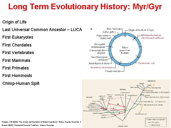 Long Term Evolutionary History: Myr/Gyr Origin of Life Last Universal Common Ancestor – LUCA