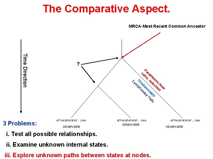 The Comparative Aspect. MRCA-Most Recent Common Ancestor P ra ara te m s, et