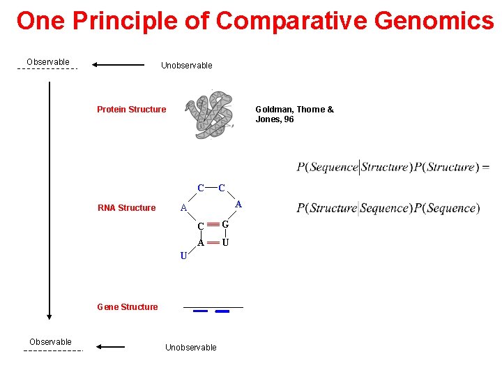 One Principle of Comparative Genomics Observable Unobservable Protein Structure Goldman, Thorne & Jones, 96