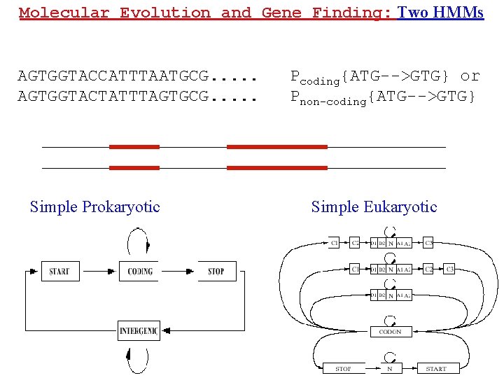 Molecular Evolution and Gene Finding: Two HMMs AGTGGTACCATTTAATGCG. . . AGTGGTACTATTTAGTGCG. . . Simple