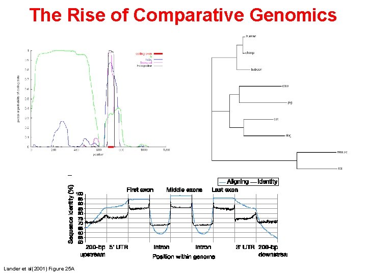 The Rise of Comparative Genomics Lander et al(2001) Figure 25 A 