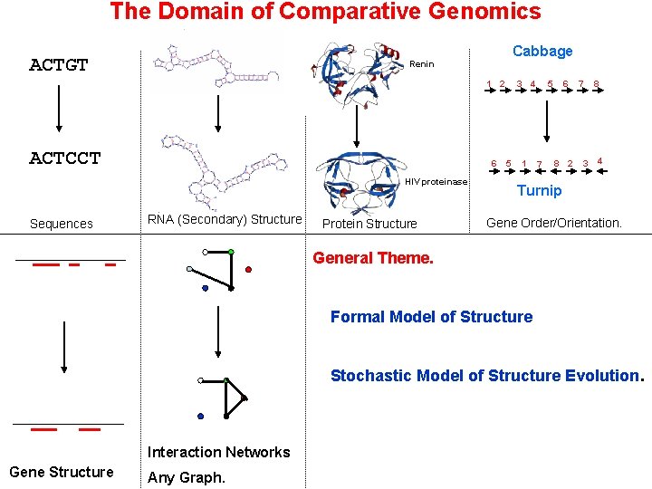 The Domain of Comparative Genomics ACTGT Cabbage Renin 1 2 ACTCCT 6 HIV proteinase