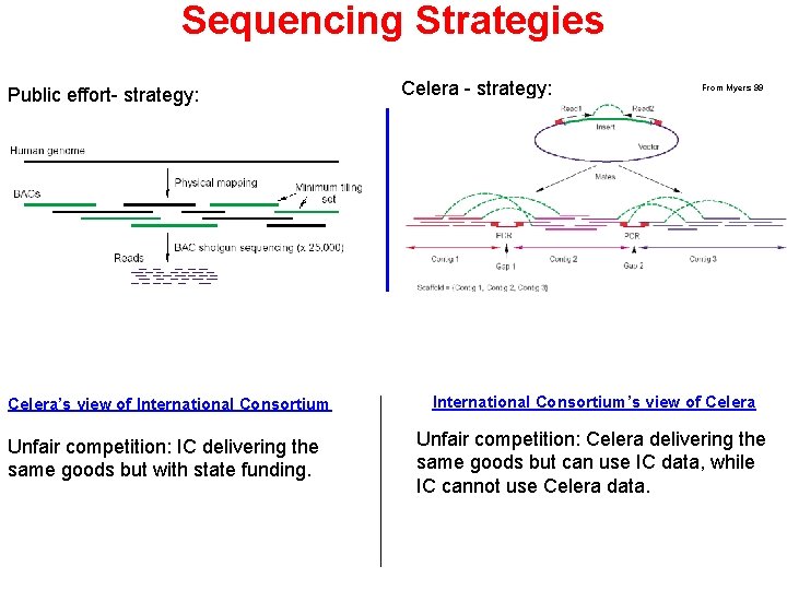 Sequencing Strategies Public effort- strategy: Celera’s view of International Consortium Unfair competition: IC delivering