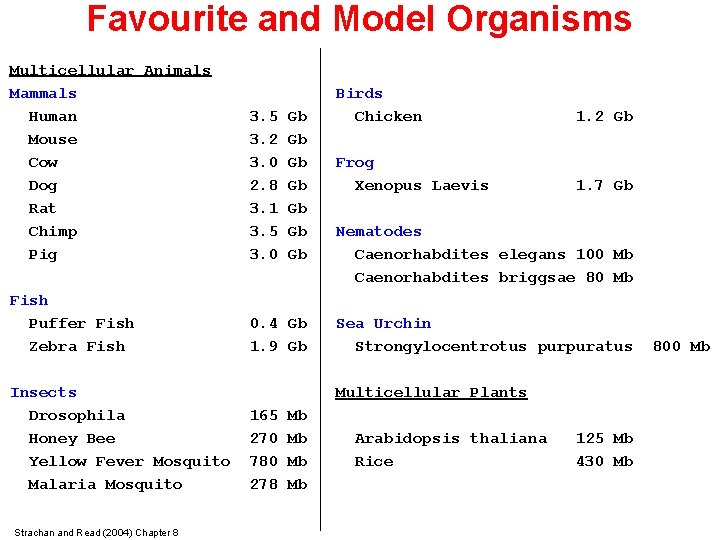 Favourite and Model Organisms Multicellular Animals Mammals Human Mouse Cow Dog Rat Chimp Pig