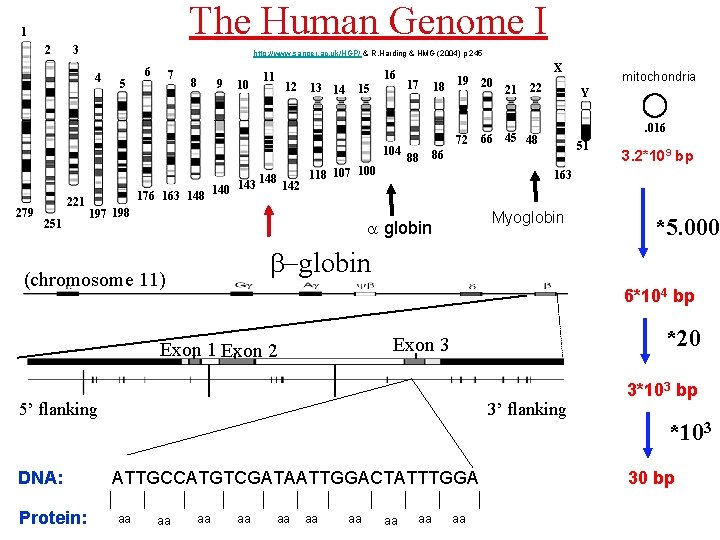 The Human Genome I 1 2 3 http: //www. sanger. ac. uk/HGP/ & R.