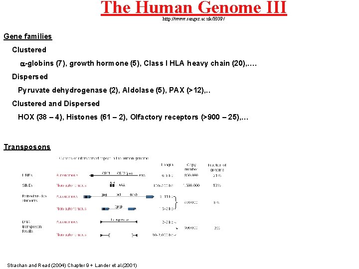 The Human Genome III http: //www. sanger. ac. uk/HGP/ Gene families Clustered a-globins (7),