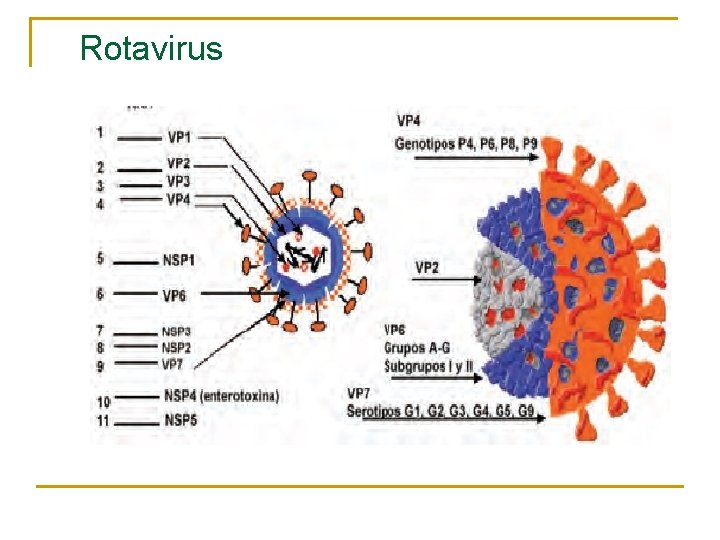 Rotavirus 