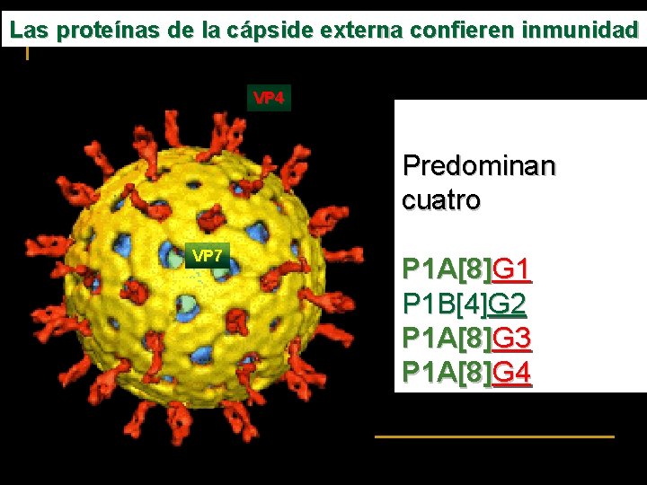 Las proteínas de la cápside externa confieren inmunidad VP 4 Predominan cuatro VP 7