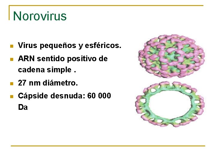 Norovirus n Virus pequeños y esféricos. n ARN sentido positivo de cadena simple. n