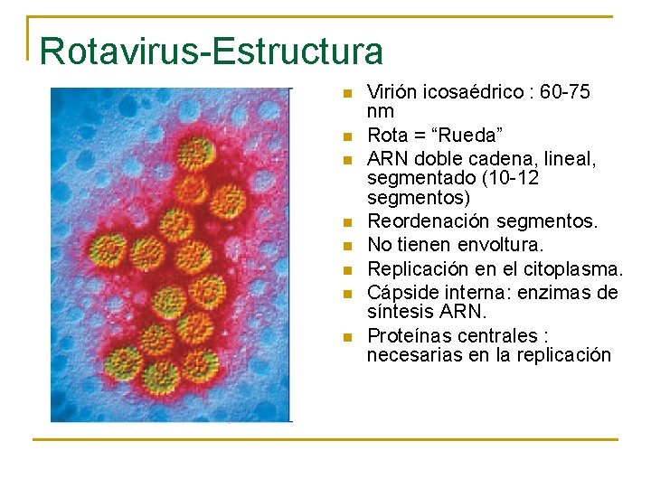 Rotavirus-Estructura n n n n Virión icosaédrico : 60 -75 nm Rota = “Rueda”