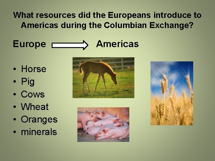 What resources did the Europeans introduce to Americas during the Columbian Exchange? Europe •