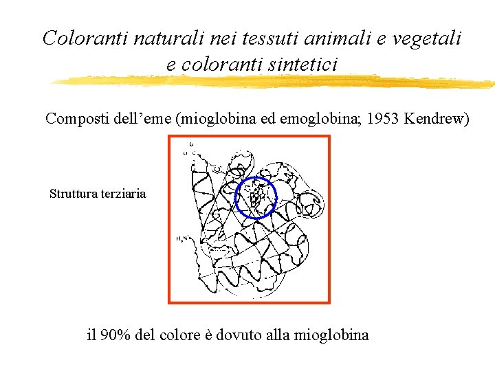 Coloranti naturali nei tessuti animali e vegetali e coloranti sintetici Composti dell’eme (mioglobina ed