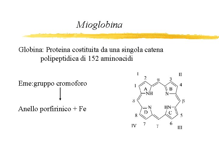 Mioglobina Globina: Proteina costituita da una singola catena polipeptidica di 152 aminoacidi Eme: gruppo