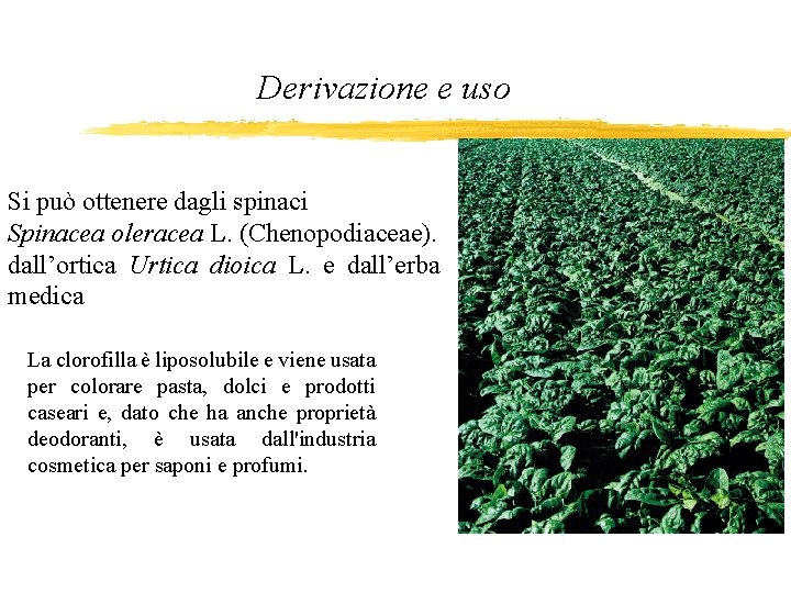 Derivazione e uso Si può ottenere dagli spinaci Spinacea oleracea L. (Chenopodiaceae). dall’ortica Urtica