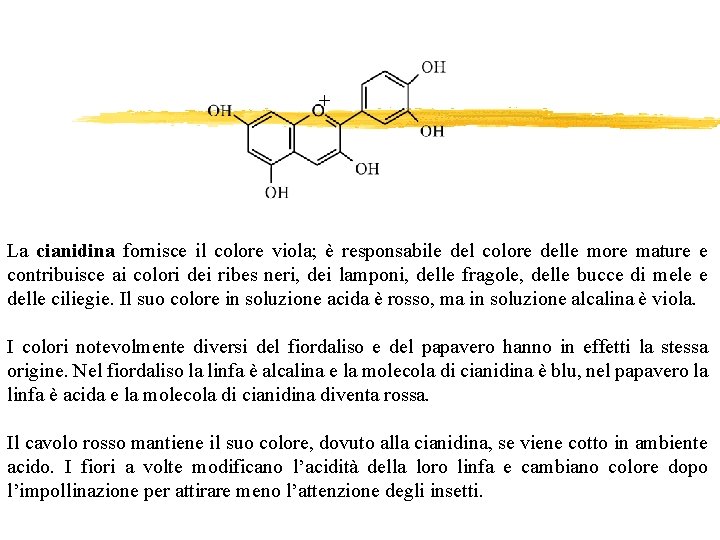 + La cianidina fornisce il colore viola; è responsabile del colore delle more mature