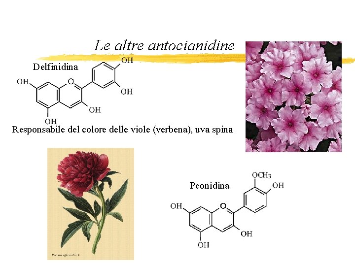 Le altre antocianidine Delfinidina Responsabile del colore delle viole (verbena), uva spina Peonidina 