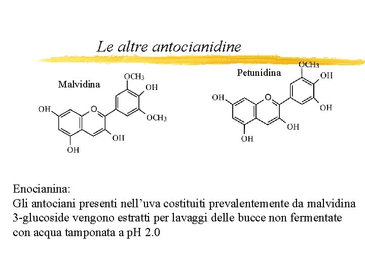 Le altre antocianidine Petunidina Malvidina Enocianina: Gli antociani presenti nell’uva costituiti prevalentemente da malvidina