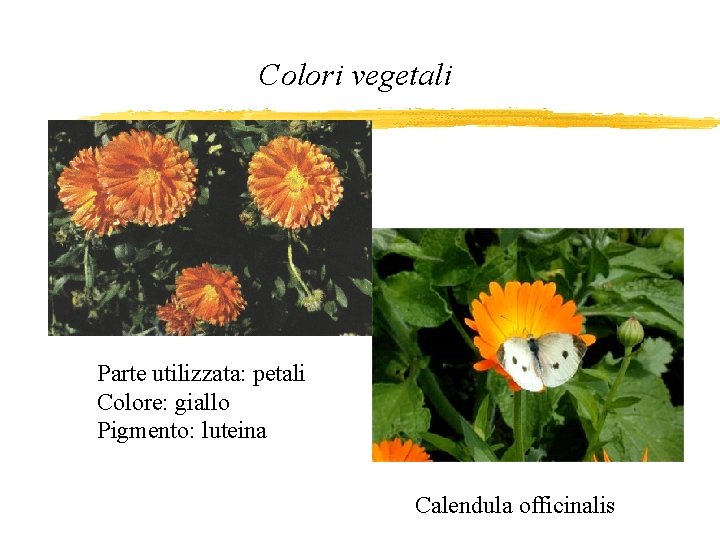 Colori vegetali Parte utilizzata: petali Colore: giallo Pigmento: luteina Calendula officinalis 