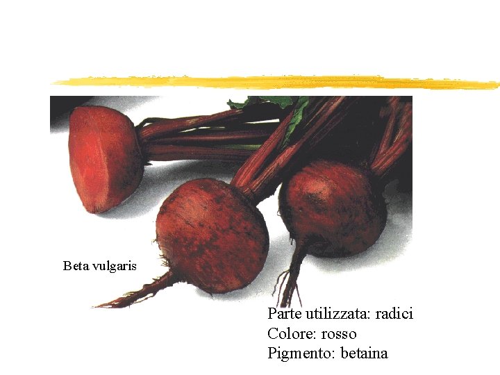 Beta vulgaris Parte utilizzata: radici Colore: rosso Pigmento: betaina 