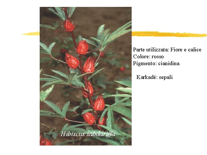 Parte utilizzata: Fiore e calice Colore: rosso Pigmento: cianidina Karkadè: sepali Hibiscus sabdariffa 