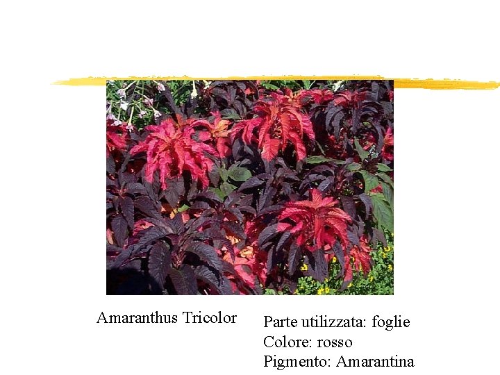 Amaranthus Tricolor Parte utilizzata: foglie Colore: rosso Pigmento: Amarantina 