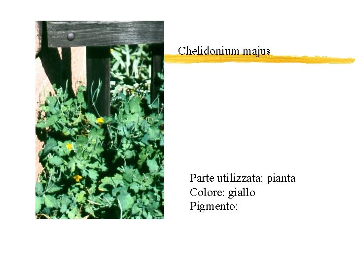 Chelidonium majus Parte utilizzata: pianta Colore: giallo Pigmento: 