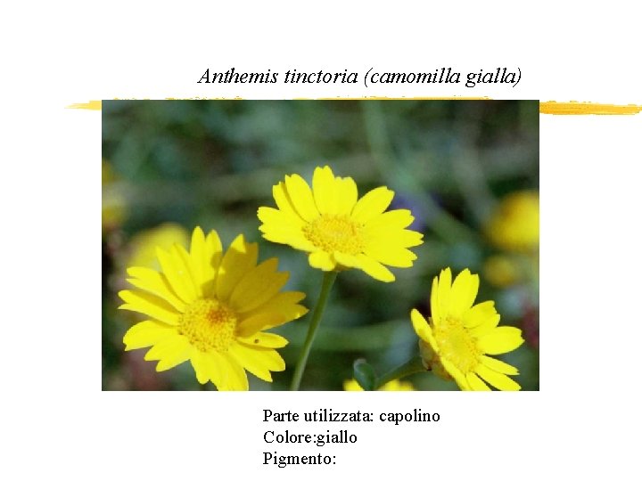 Anthemis tinctoria (camomilla gialla) Parte utilizzata: capolino Colore: giallo Pigmento: 