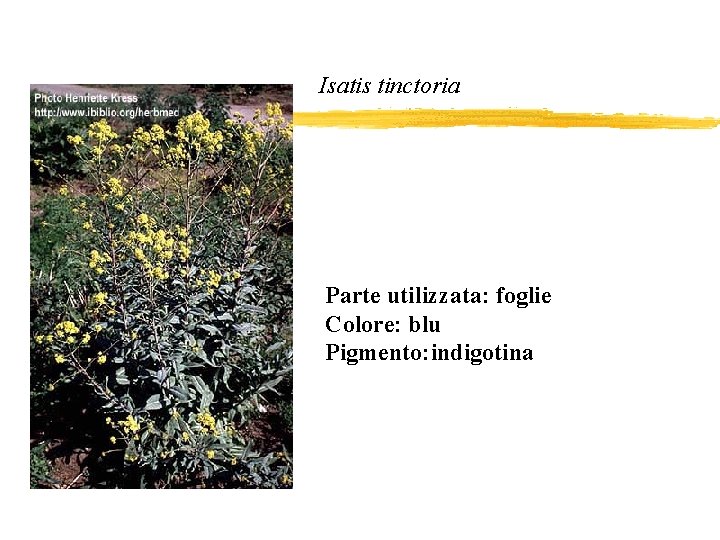 Isatis tinctoria Parte utilizzata: foglie Colore: blu Pigmento: indigotina 